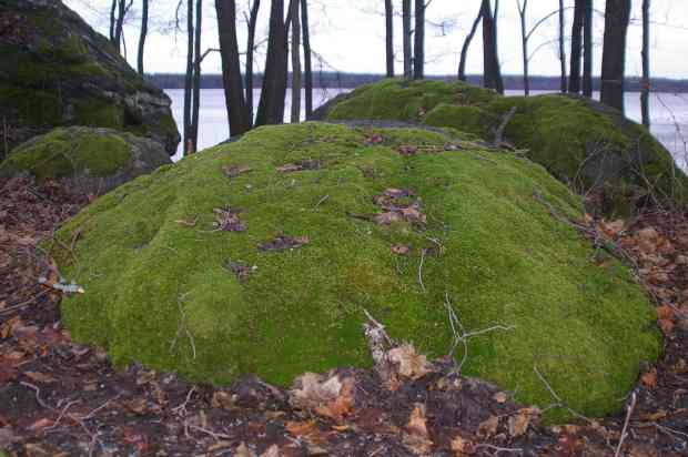 Mossy musing mound at Järvelä