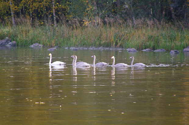 Swan family in Autumn, almost fully grown