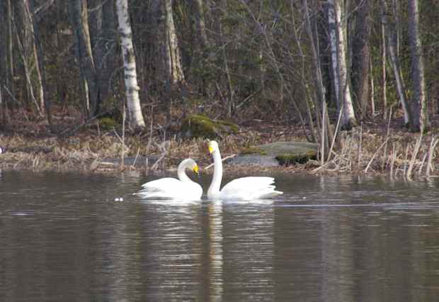 Courting swans