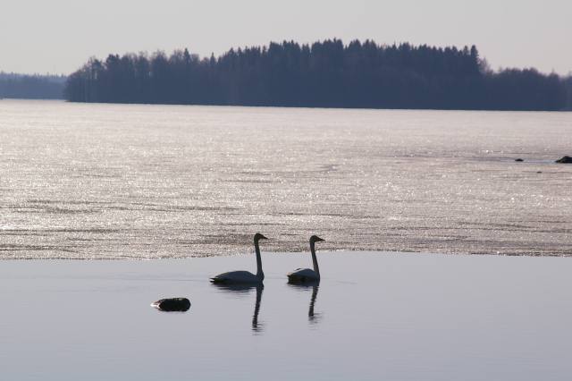 Swans gliding across open water as the ice-cover melts in the Spring sunshine