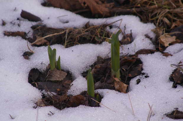 Early spring shoots