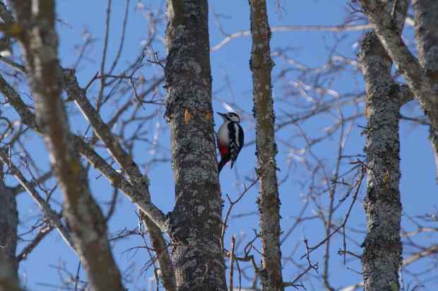 Woodpecker in Spring