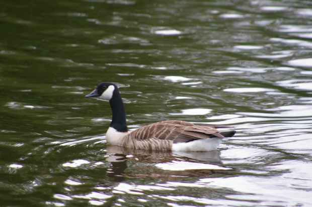 Canada goose paddling past Järvelä