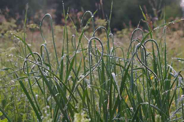 Fresh morning dew on garlic plants