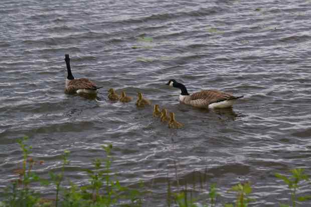Family outing